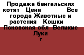 Продажа бенгальских котят › Цена ­ 20 000 - Все города Животные и растения » Кошки   . Псковская обл.,Великие Луки г.